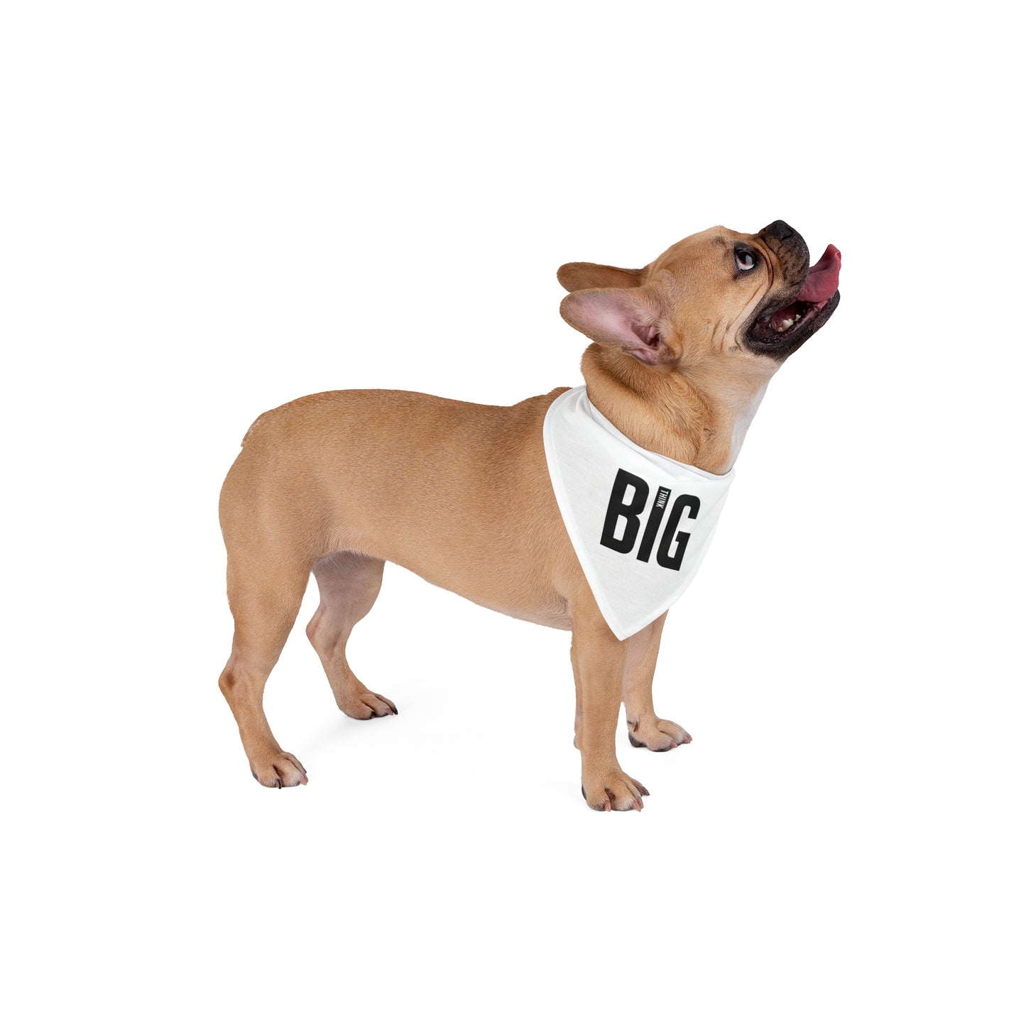Pet Bandana Think Big by Mariu del Campo.