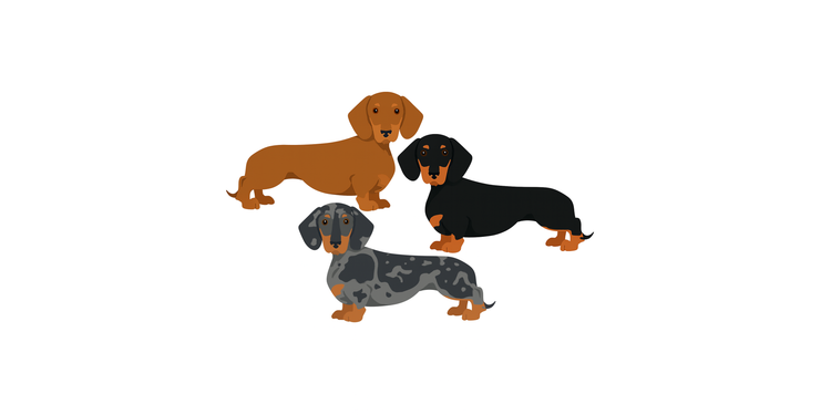 Dachshund by Mariu del Campo